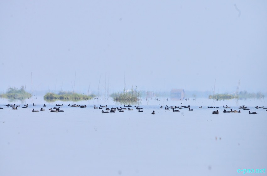 Migratory Bird Watching as a part of World Wetlands Day 2015 at Loktak Lake :: 2 February 2015