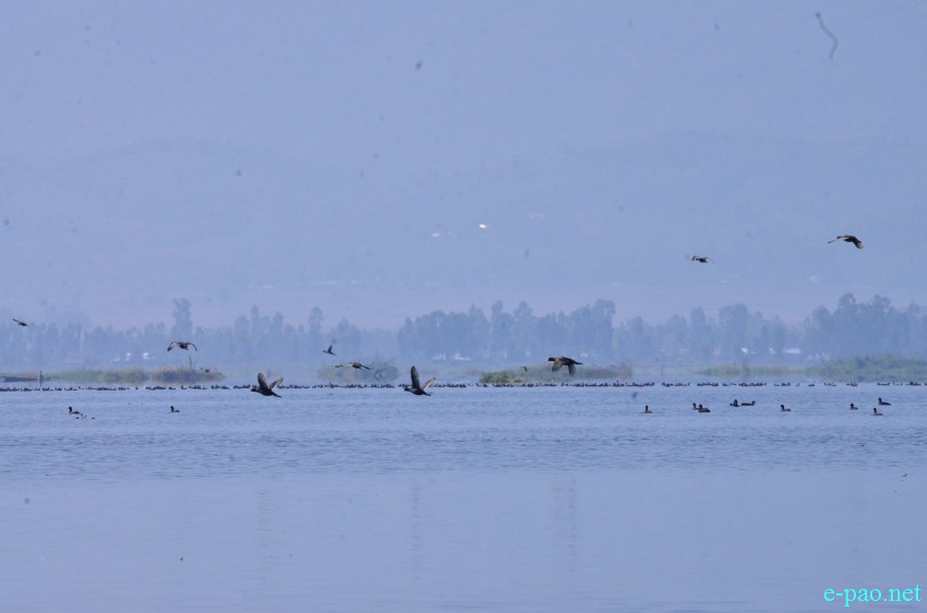 Migratory Bird Watching as a part of World Wetlands Day 2015 at Loktak Lake :: 2 February 2015