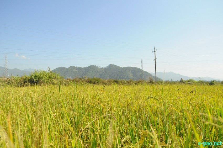  A Paddy field at Patsoi as seen on 28th October 2018 