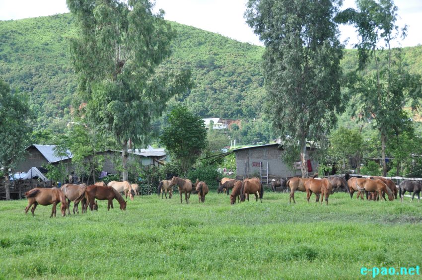 Scott Furssedonn Wood, Deputy High Commissioner to Eastern India, British High Commission, Kolkata visited Manipur Pony Breeding Farm at Lamphelpat :: 26 June 2014
