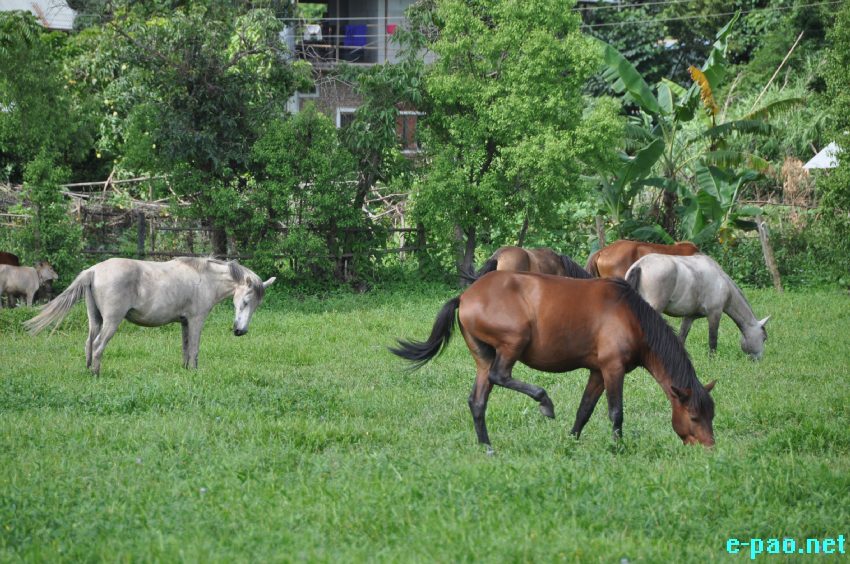 Scott Furssedonn Wood, Deputy High Commissioner to Eastern India, British High Commission, Kolkata visited Manipur Pony Breeding Farm at Lamphelpat :: 26 June 2014