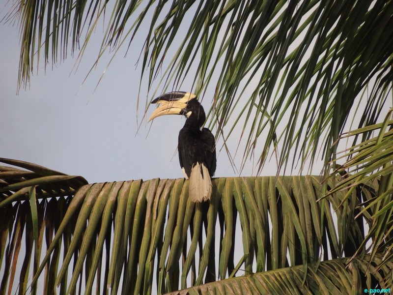 Malabar Pied Hornbill - by Atul Sathe