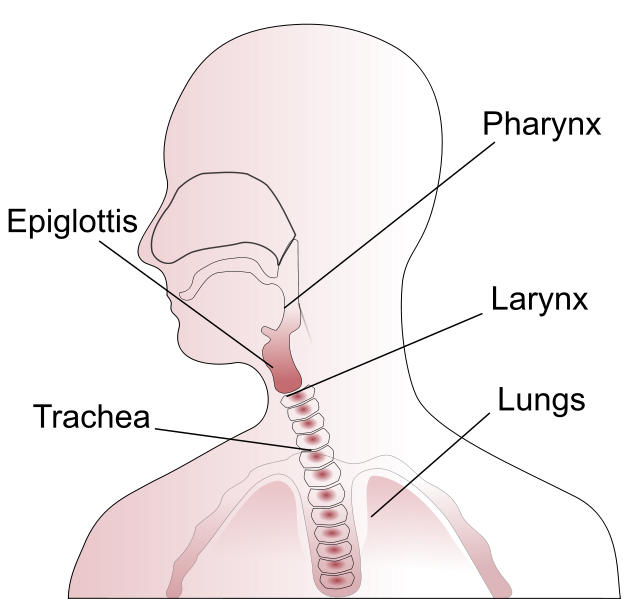  Throat anatomy diagram