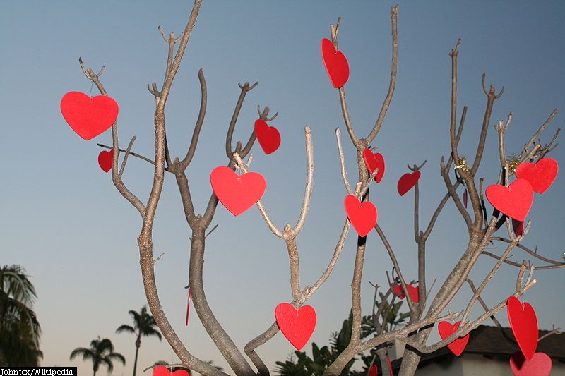 Tree decorated for Valentine's Day in San Diego, California