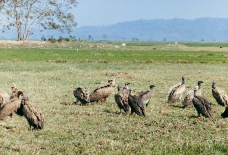 Vultures in the wild in the past