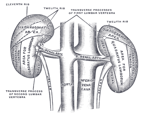 The posterior surfaces of the kidneys, showing areas of relation to the parietes