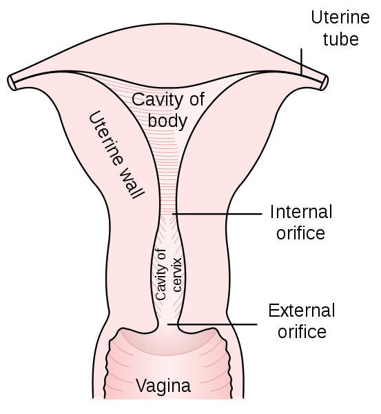 Cervix in relation to upper part of vagina and posterior portion of uterus