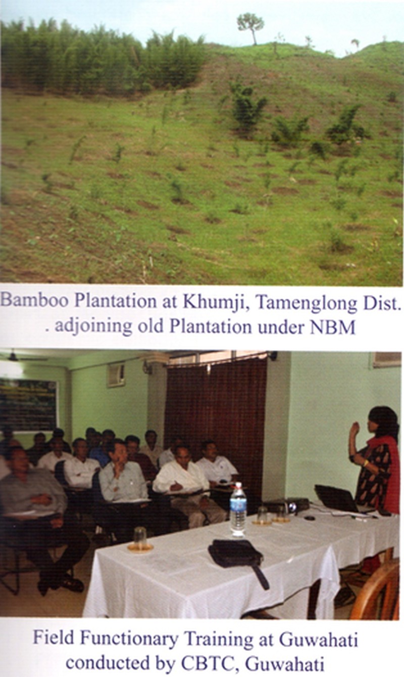 Bamboo Plantation at Khumji Tamenglong District