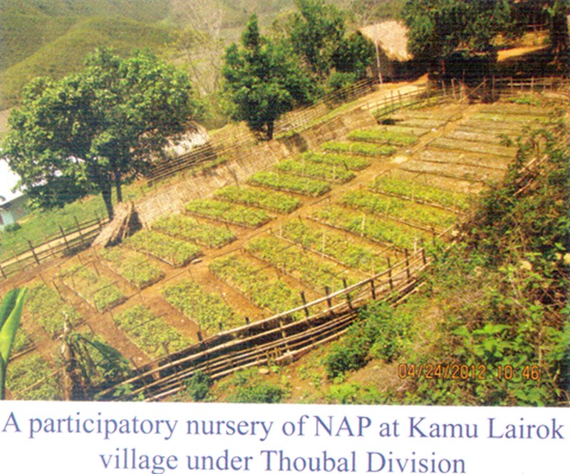 A participatory nursery of NAP Kamu Lairok village at Thoubal Division 