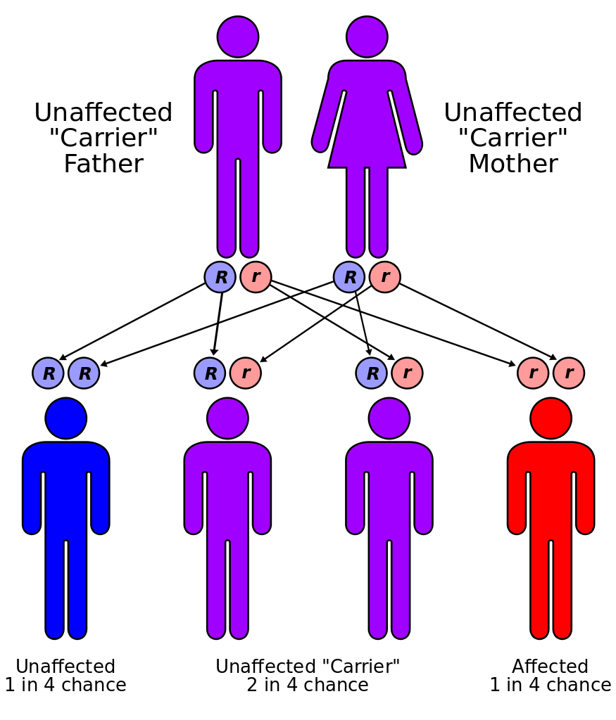 Thalassemia has an autosomal recessive pattern of inheritance