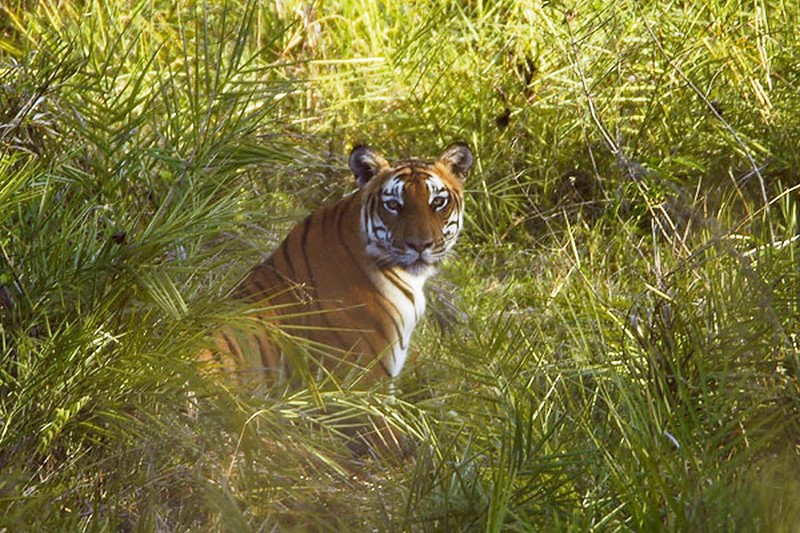 Tiger in Bandipur near Bolgudda
