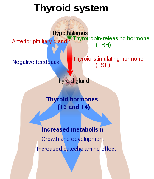 Overview of the thyroid system