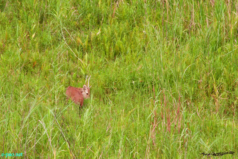 Sangai - Brow-antlered deer in its natural habitat at Keibul Lamjao National Park, Manipure