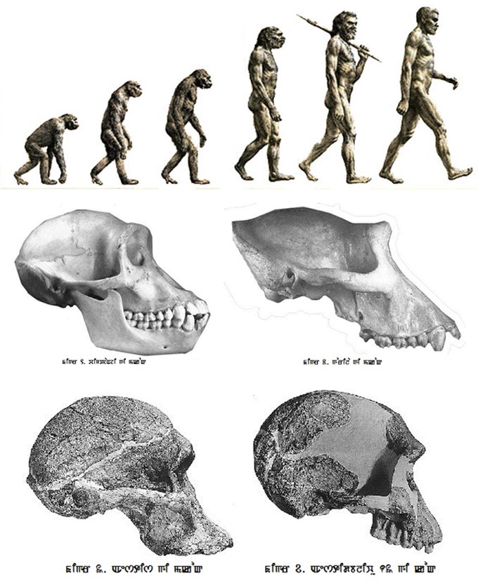 on Evolution