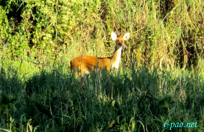  Sangai : The endemic, rare and endangered Manipur Brow-antlered deer  in February 2009 