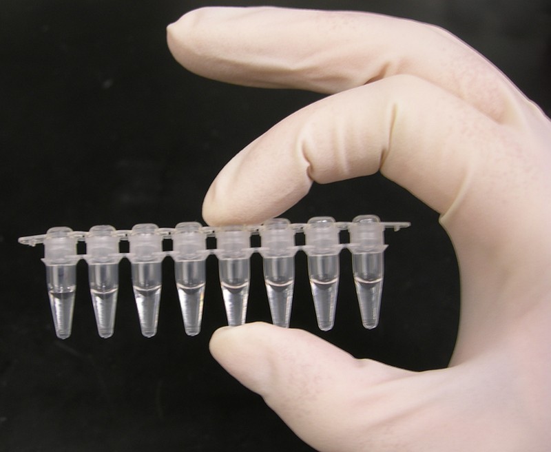 Photo of a strip of PCR tubes, each tube contains a 100ul reaction