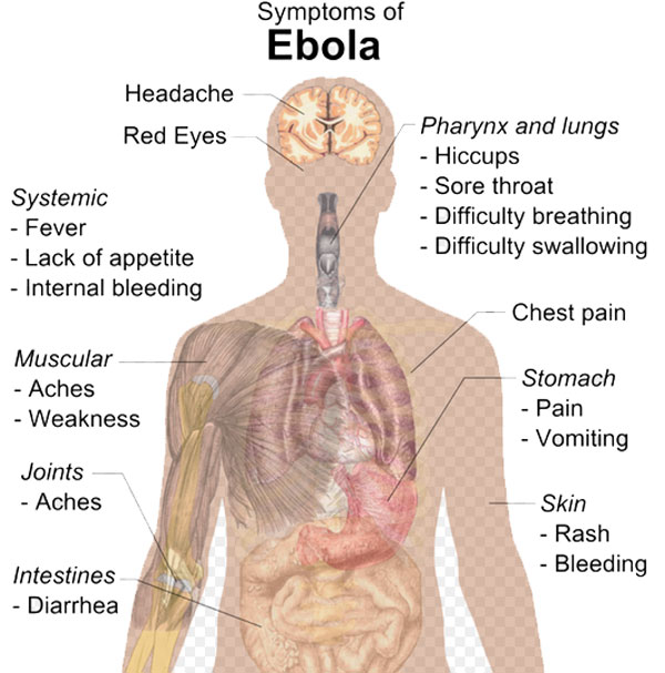 Ebola virus, the Environmental Conflict