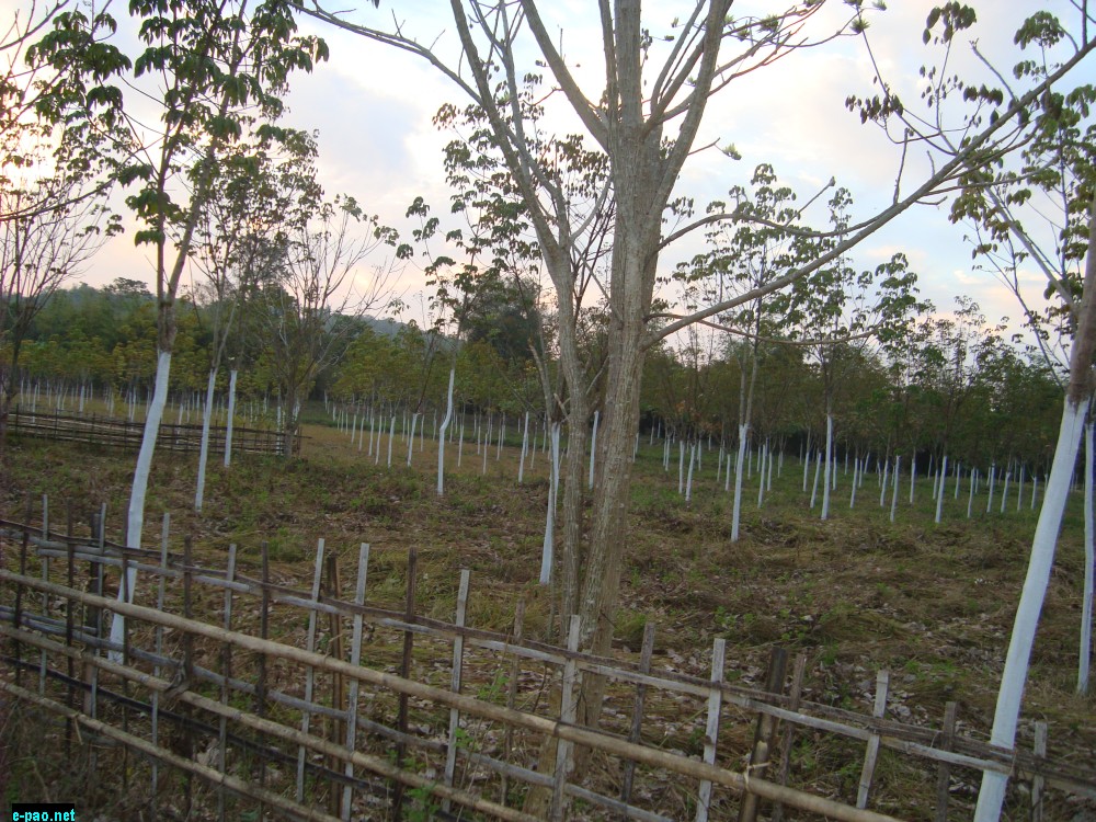 Rubber tree at Nungphu area 11 kilometers away from the Jiribam Municipality area :: August 2014