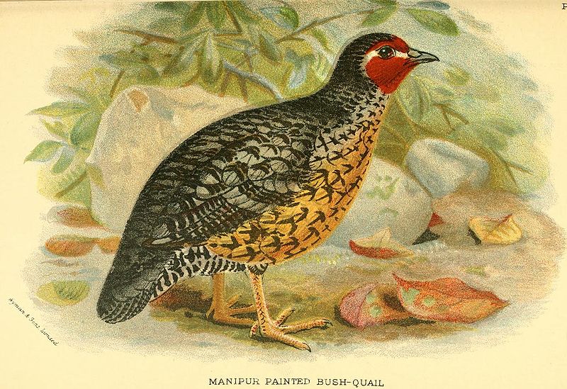 Manipur Bush-quail , Perdicula manipurensis  locally known as Soibol/ Sorbol 