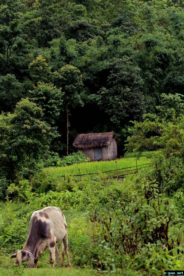 'The Hut' - Photo contributed by Leihaothabam Kemachandra in September 2014