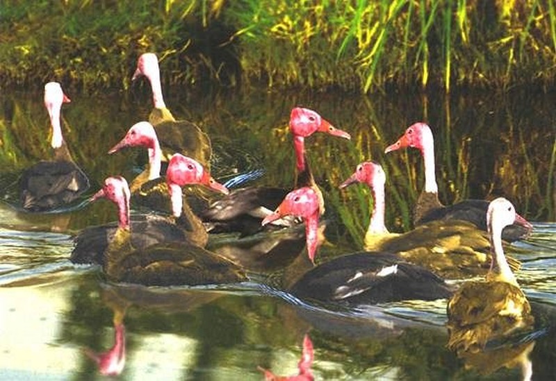 Pink Headed Duck (Rhodonessa caryophyllacea) Manipuri: Nganu kok-nganbi