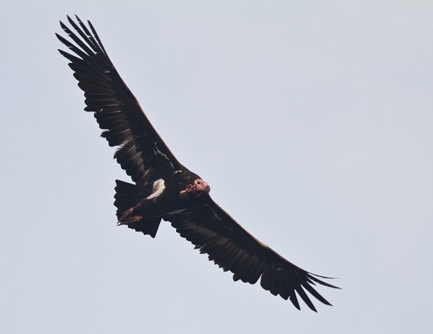 Red-headed Vulture   (Sarcogyps calvus ) Manipuri: Langja ngak-ngangbi