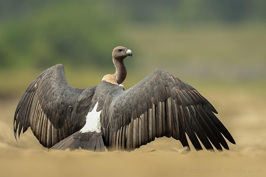 . White-backed Vulture /Whiterumped Vulture  (Gyps bengalensis)  Manipuri: Langja nam dang