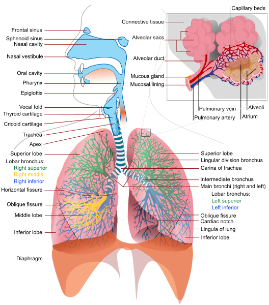the respiratory system consists of the airways, the lungs, and the respiratory muscles that mediate the movement of air into and out of the body.