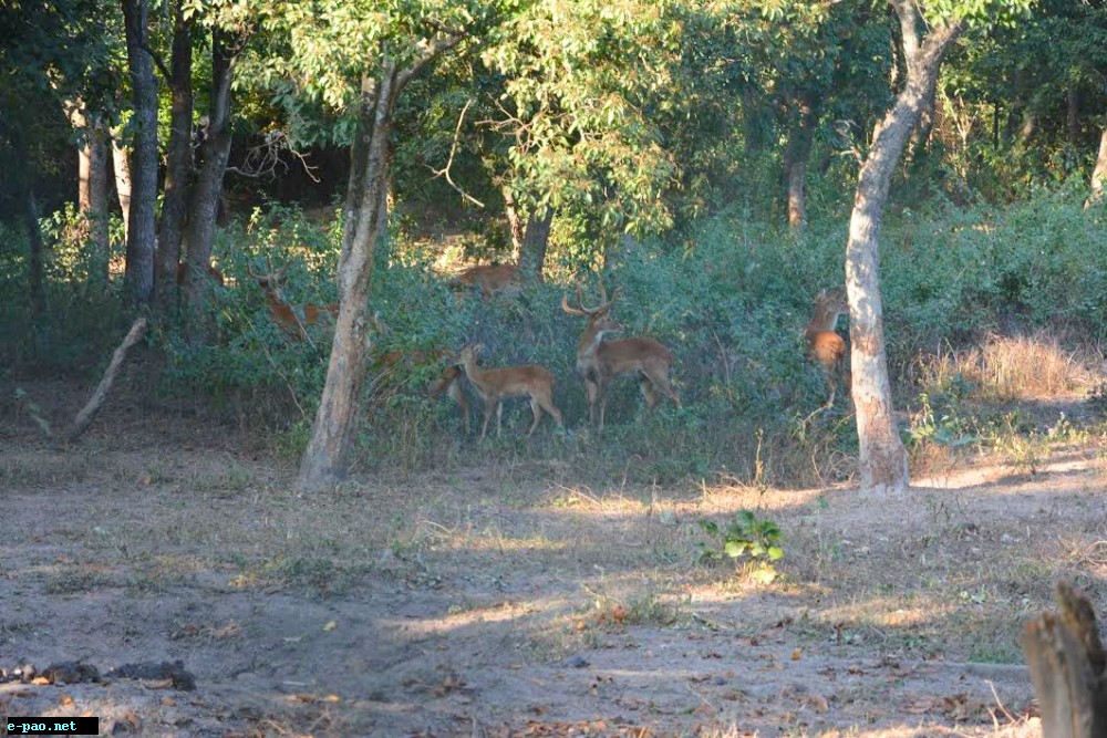 Sangai - the endemic, rare and endangered Manipur Brow-antlered deer at Eroishemba Zoo :: November 28 2014
