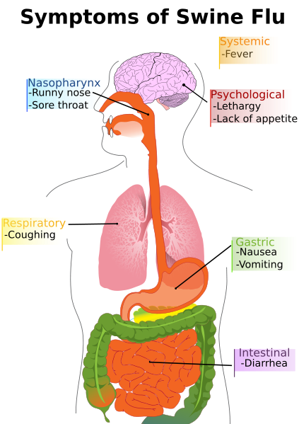 Main symptoms of swine flu in humans 