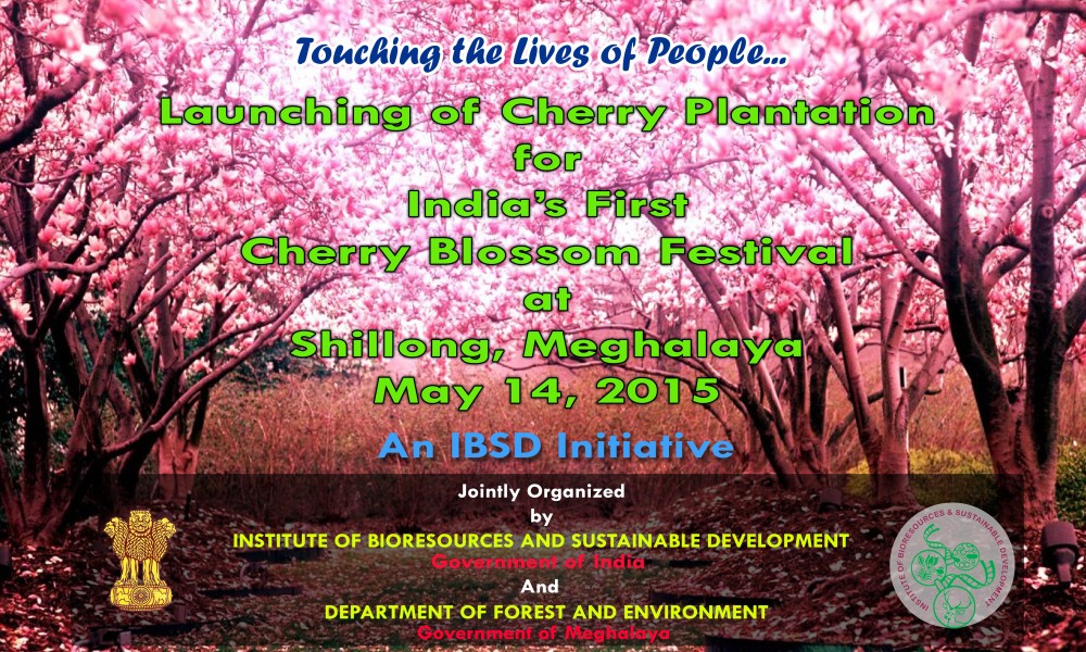 Cherry plantation for India's first Cherry Blossom Festival in Shillong