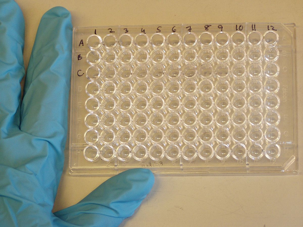 A 96-well microtiter plate being used for ELISA.