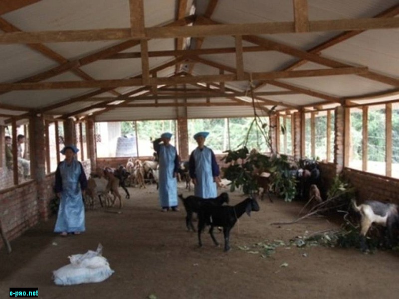 Assam Rifles encourages self employment in khengjoi block 'Goat Farm 
