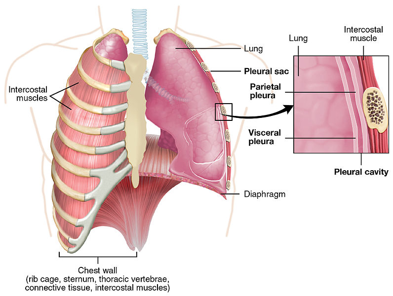 The Lung Pleurea : Illustration from Anatomy & Physiology, Connexions Web site 