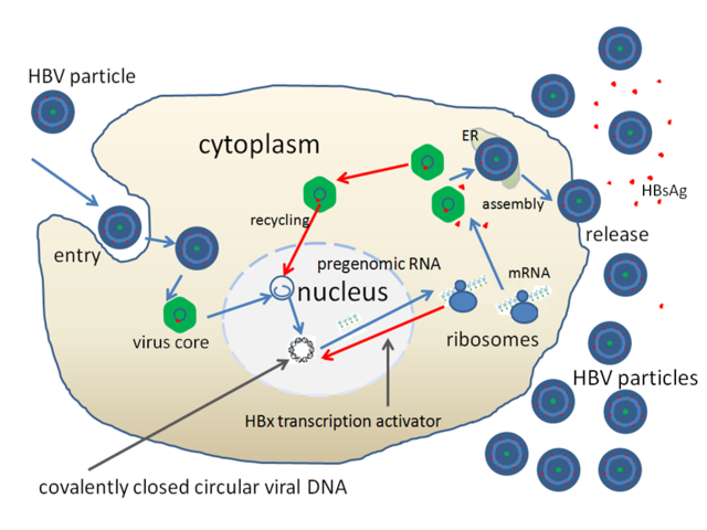  The replication cycle of Hepatitis B virus