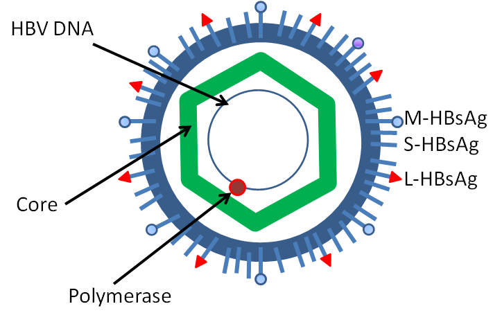  Simplified diagram of the structure of hepatitis B virus 