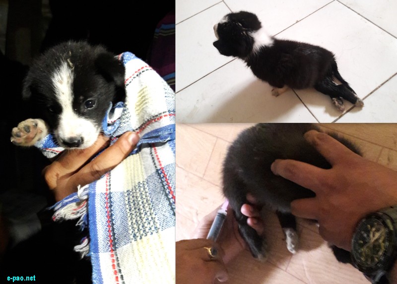 Paralysed puppy rescued from Moirangkhom