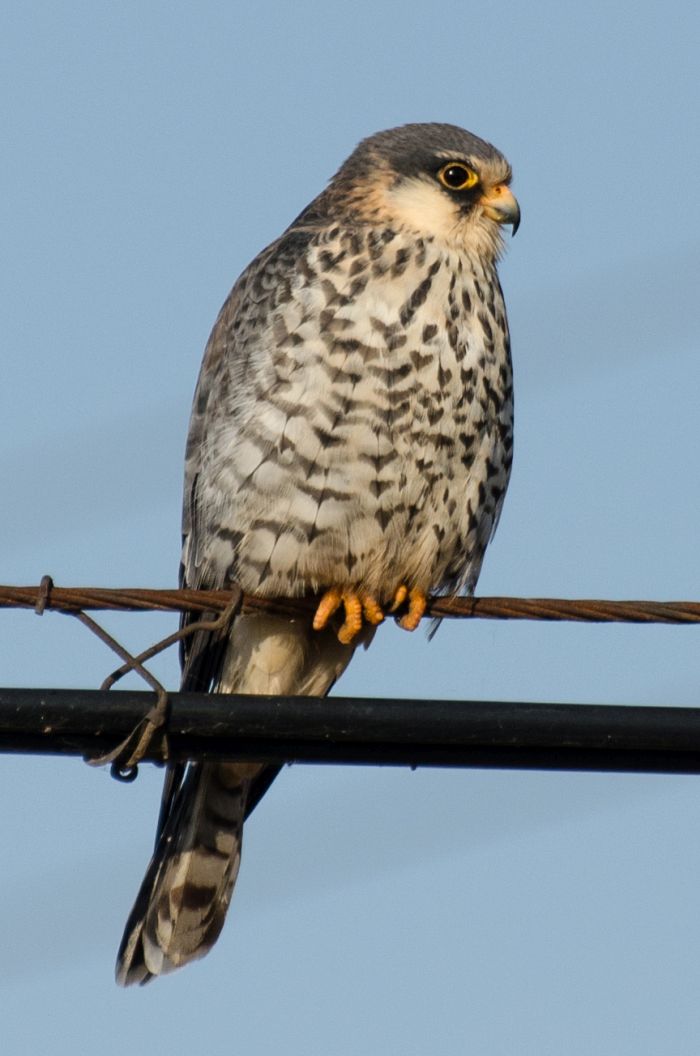 Amur Falcon female resting on a power line in China, Liaoning, Huanzidong Reservoir at the start of Autumn migration