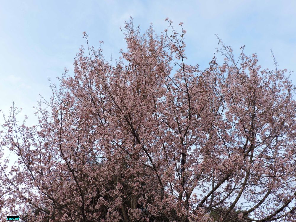 Sakura (Cherry) in full blossom. in Shillong on 11 November 2015