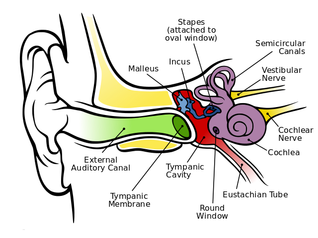  A diagram of the anatomy of the human ear.