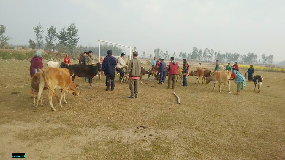 Black quarter vaccination for cattle at Khumbong