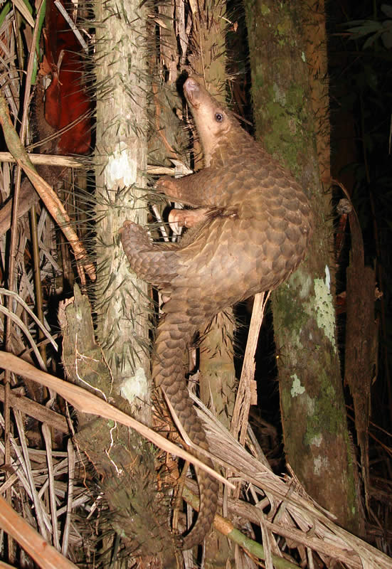 Trafficking and illegal trading of pangolin in Manipur A view By Rahul Asem
