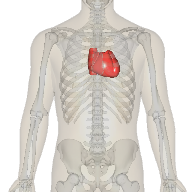 (Heart) By BodyParts3D/Anatomography (Anatomography) [CC BY-SA 2.1 jp 