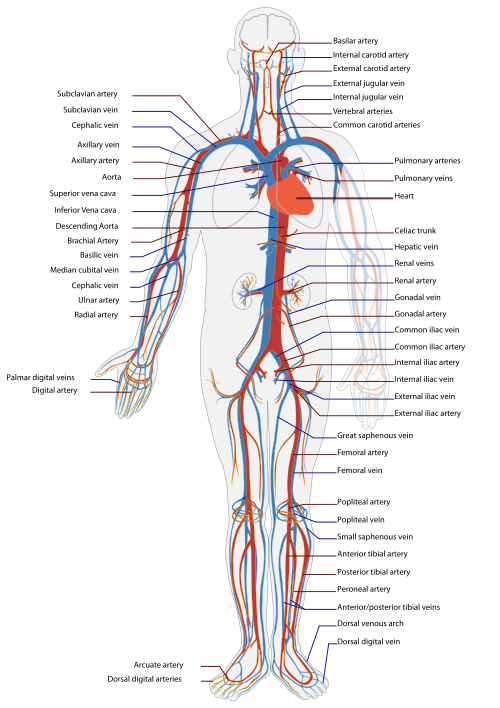 Simplified diagram of the human Circulatory system in anterior view