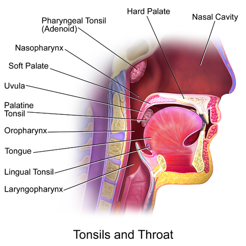 Tonsils and Throat