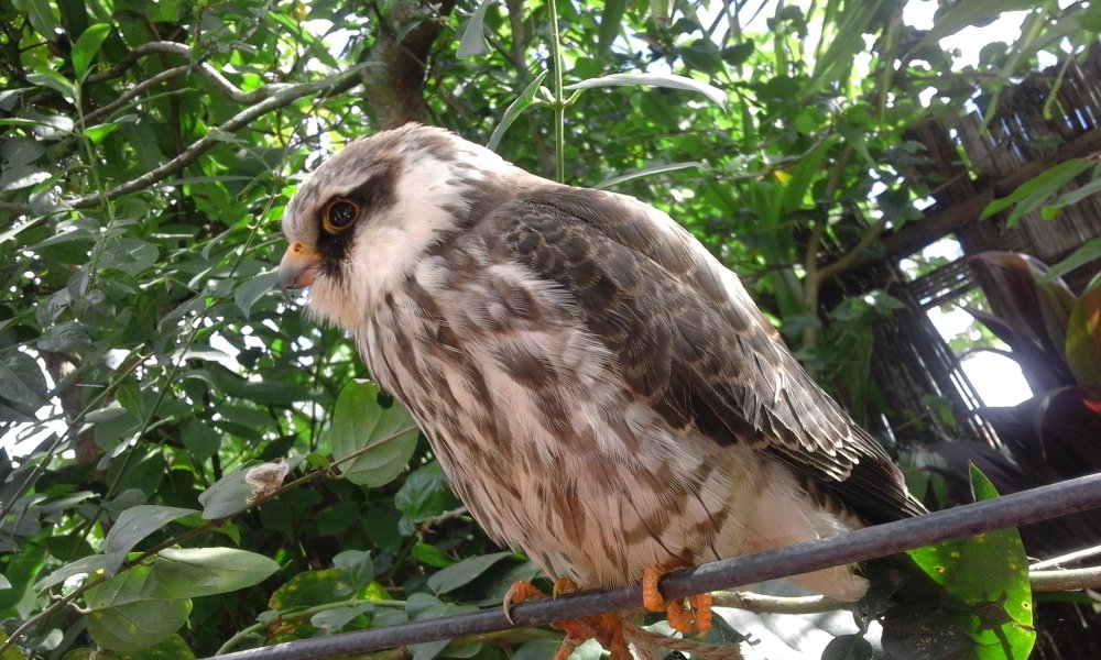 Amur falcon in Bishnupur district on 31 October 2016