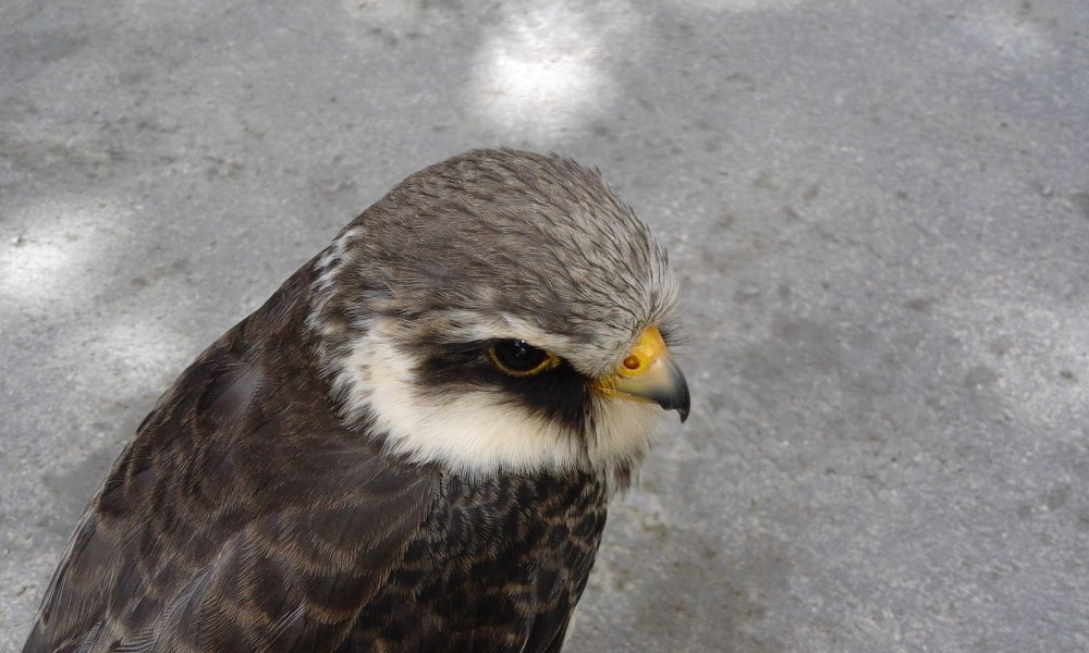 Amur falcon in Bishnupur district on 31 October 2016