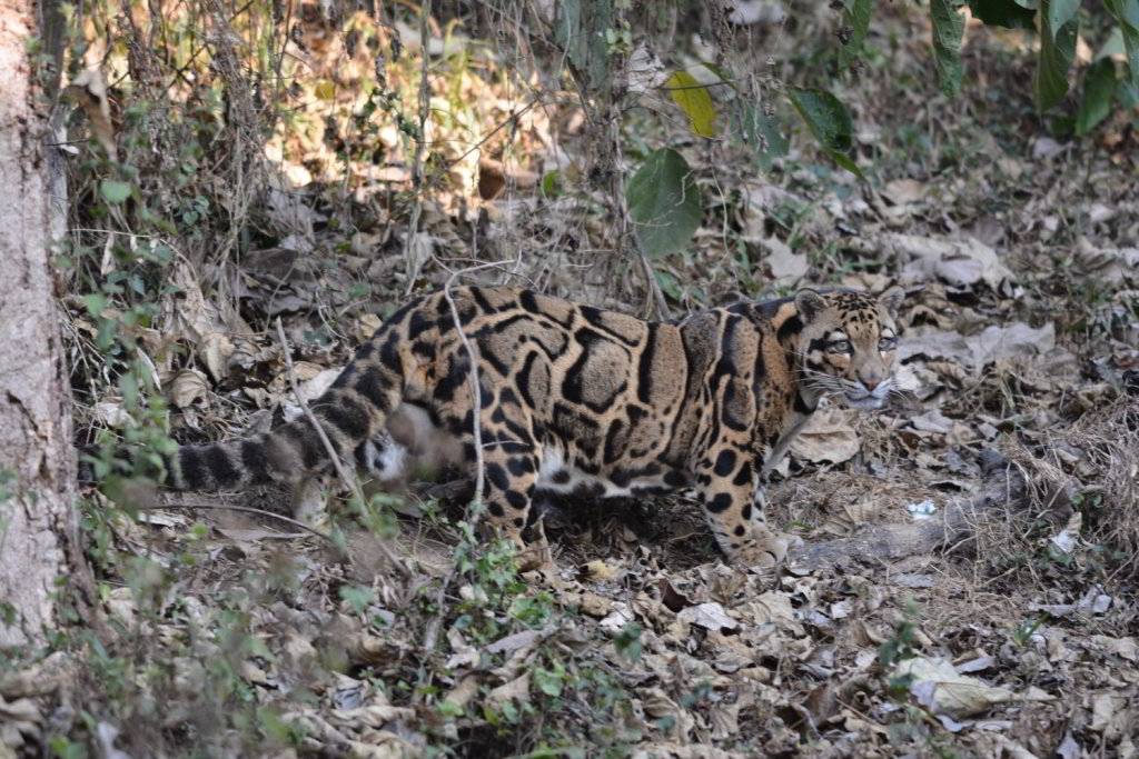  Clouded Leopard (Neofelis nebulosa macrosceloides). Photo taken by Dr. Raju Kasambe. Photo taken at Zoo in Aizawl, Mizoram, India. The elusive big cat was brought here from forests towards the Myanmar border.