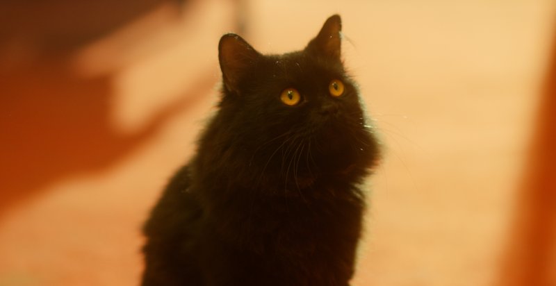  The Black Cat (Jumbo)