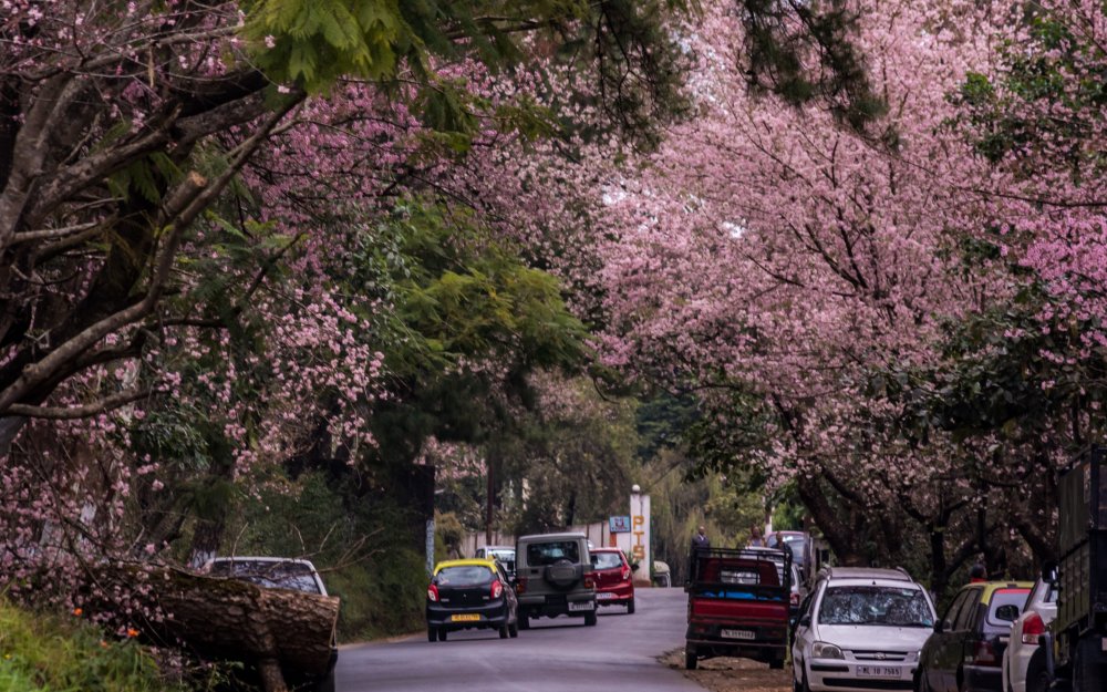 Cherry Blossoms in full bloom in North East